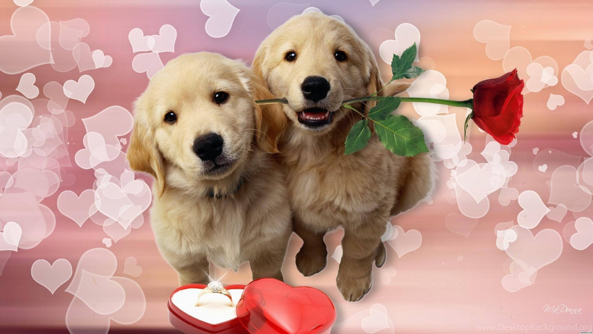 Puppy Love Doge Wallpaper Valentine's Day HD Wallpaper