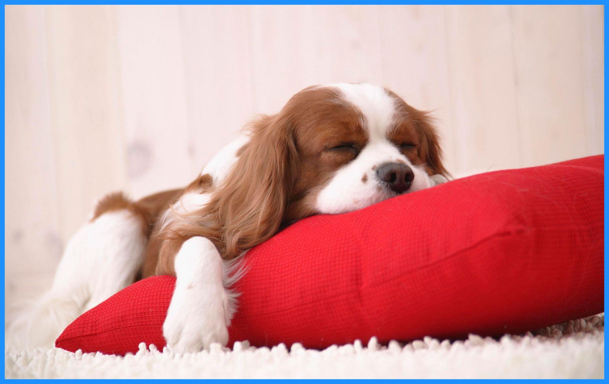 Valentines Day Puppy Wallpaper