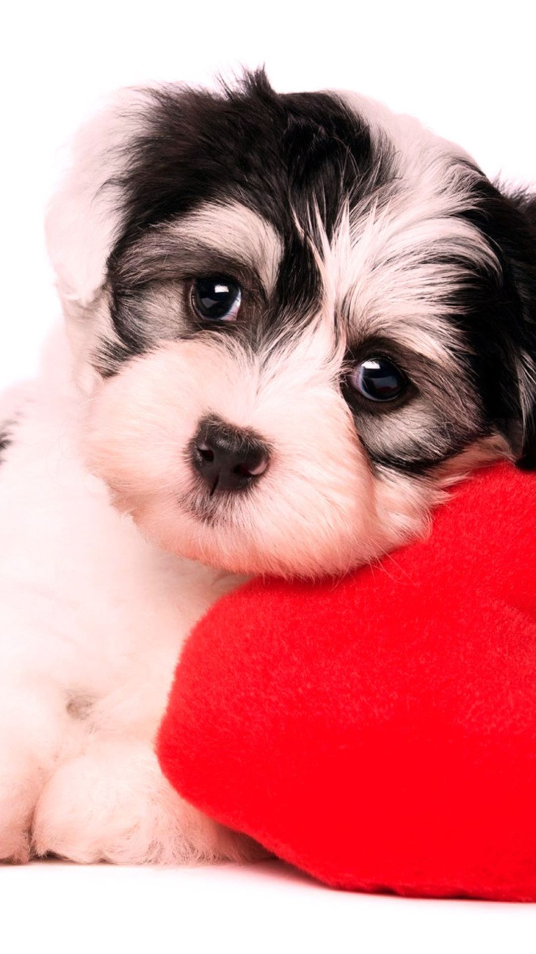 Valentine's Day Puppy Wallpaper Free Valentine's Day Puppy Background