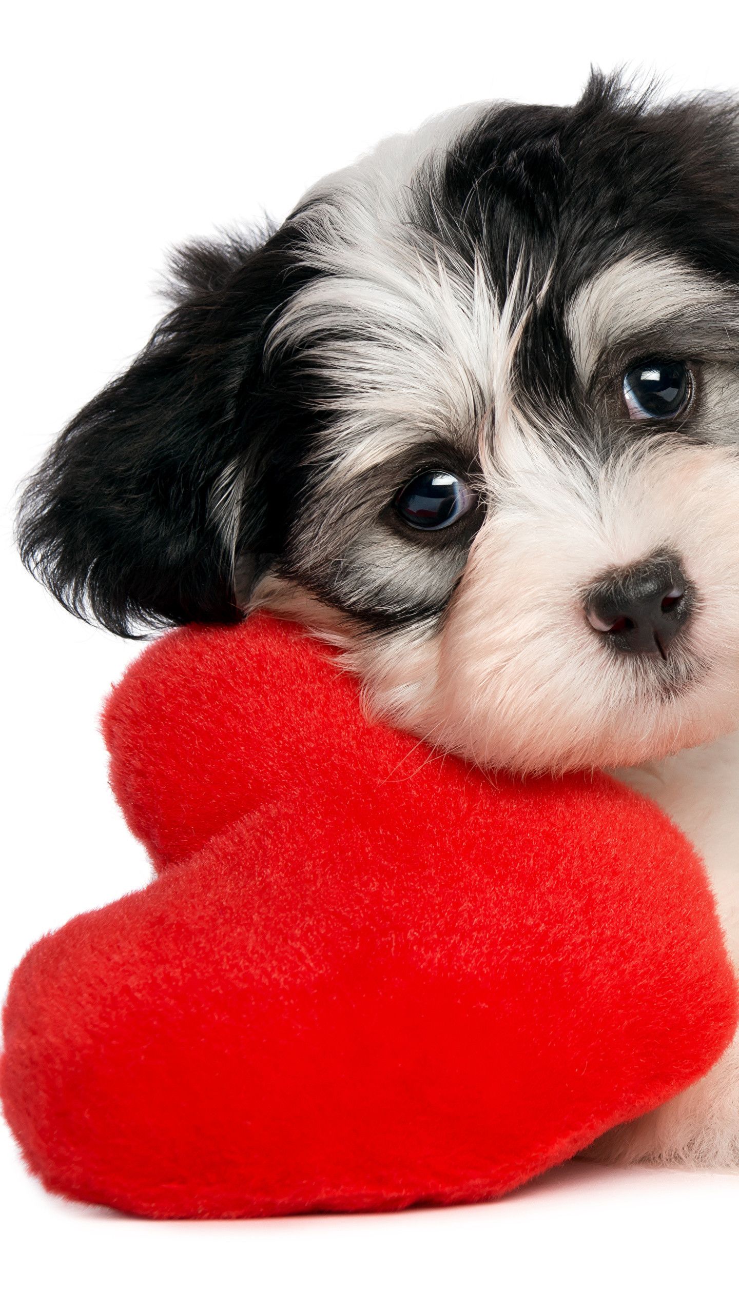 Animal Valentine Wallpaper. Animal valentine, Valentines day dog, Animals