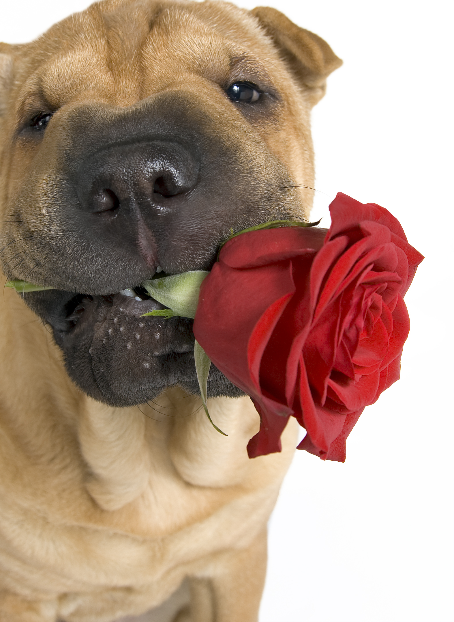 Shar Pei Dog With Cute Rose Wallpaper Valentines Day Dogs