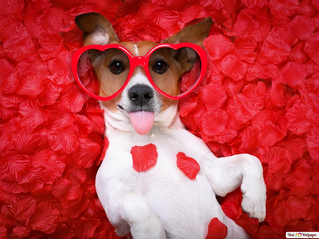 Valentine's day dog in heart glasses HD wallpaper download's Day wallpaper