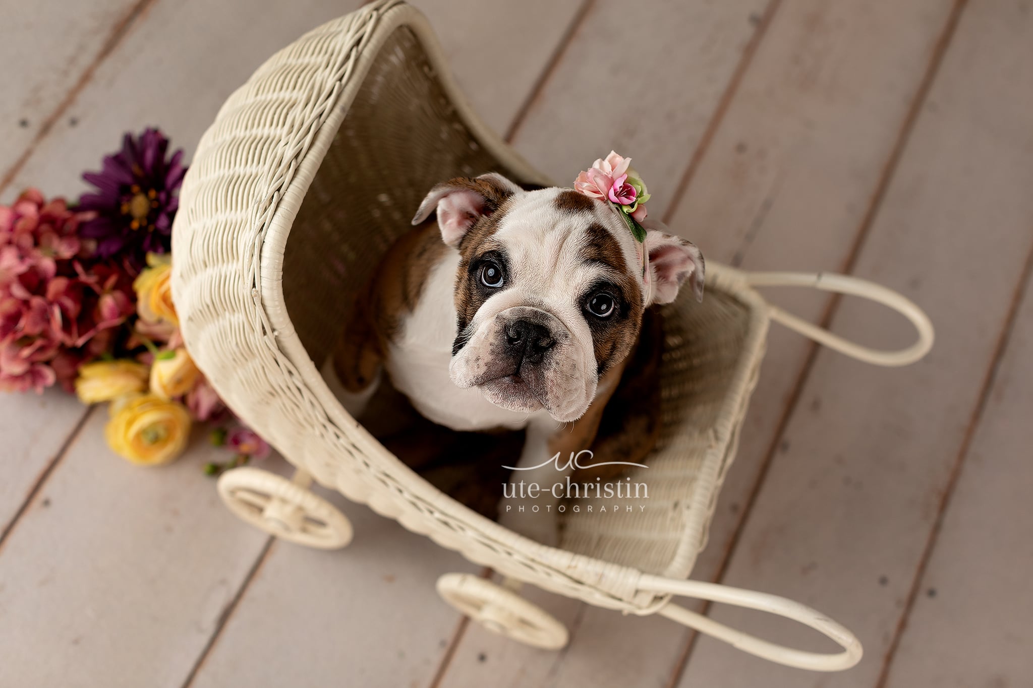 Newborn English Bulldog Puppy Photo For Valentine's Day