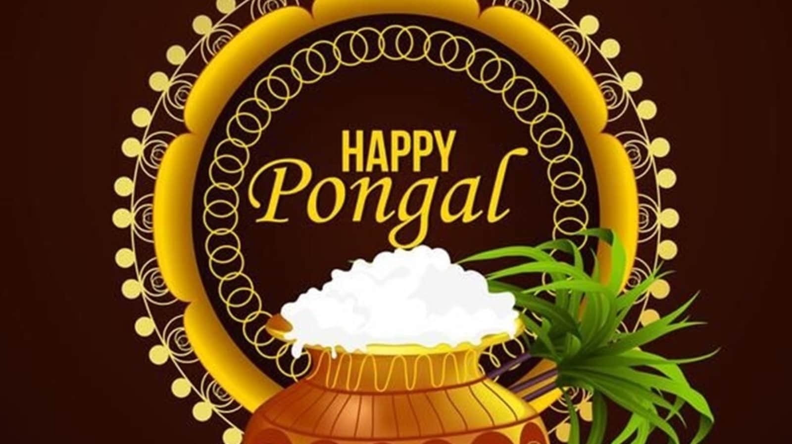 Pongal 2022: Date, history, significance, celebrations of the harvest festival