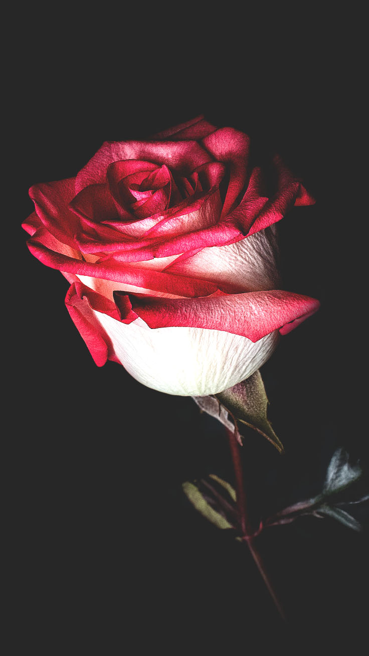 A Dozen Red Roses iPhone Wallpaper for Valentine's Day