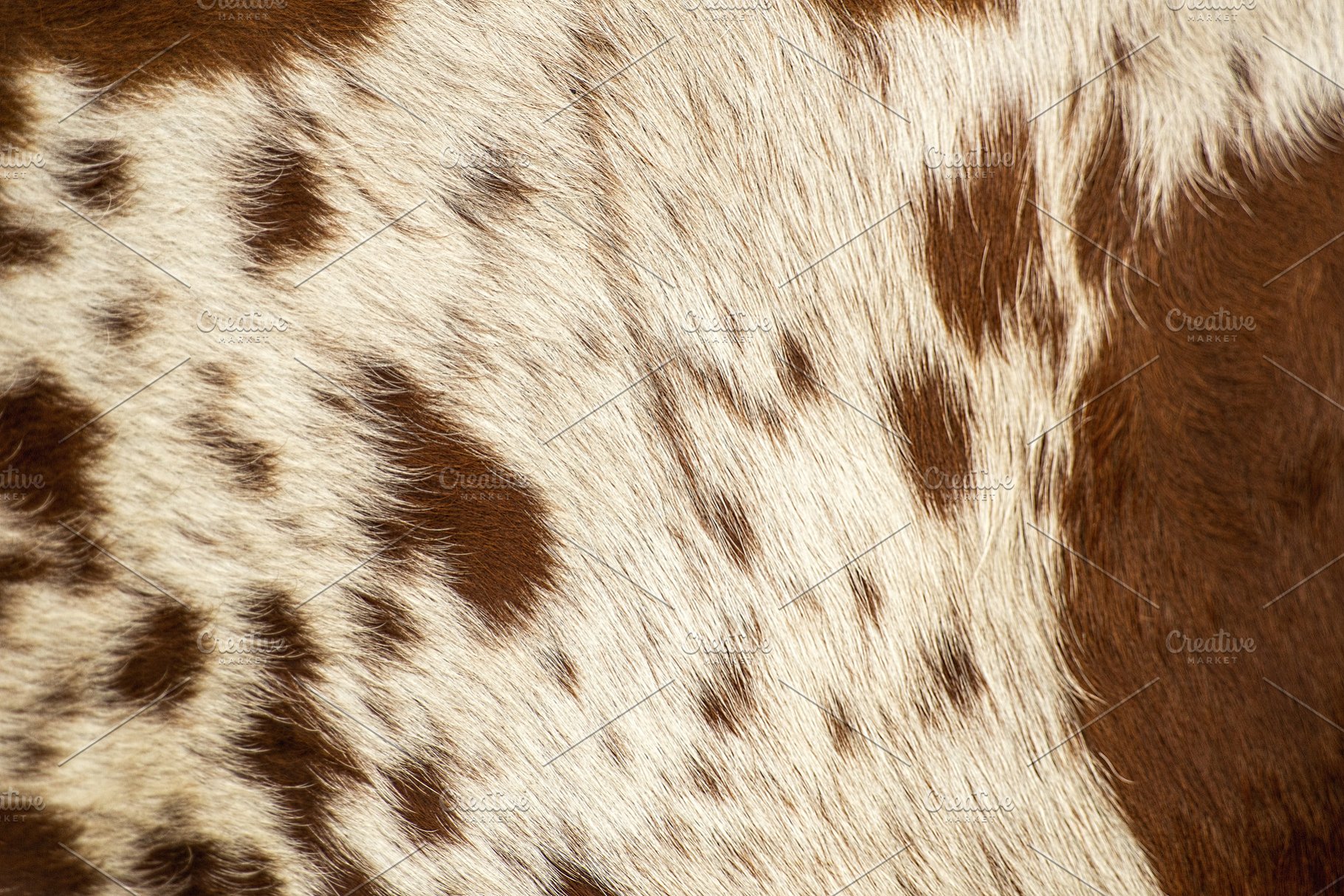 Free download Pattern of a Longhorn bull cowhide Animal Photo Creative Market [1820x1214] for your Desktop, Mobile & Tablet. Explore Cowhide Background