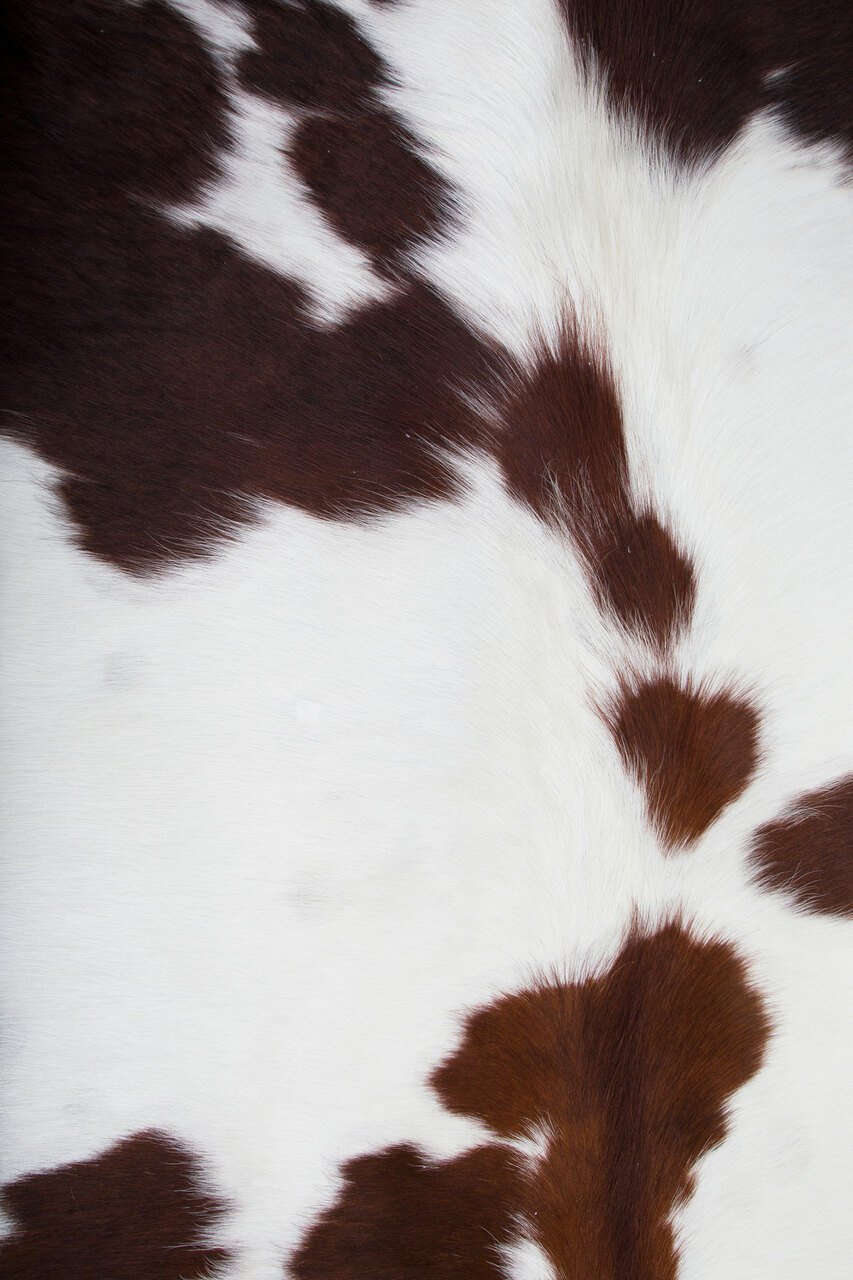 Cow Hide Wallpapers  Wallpaper Cave