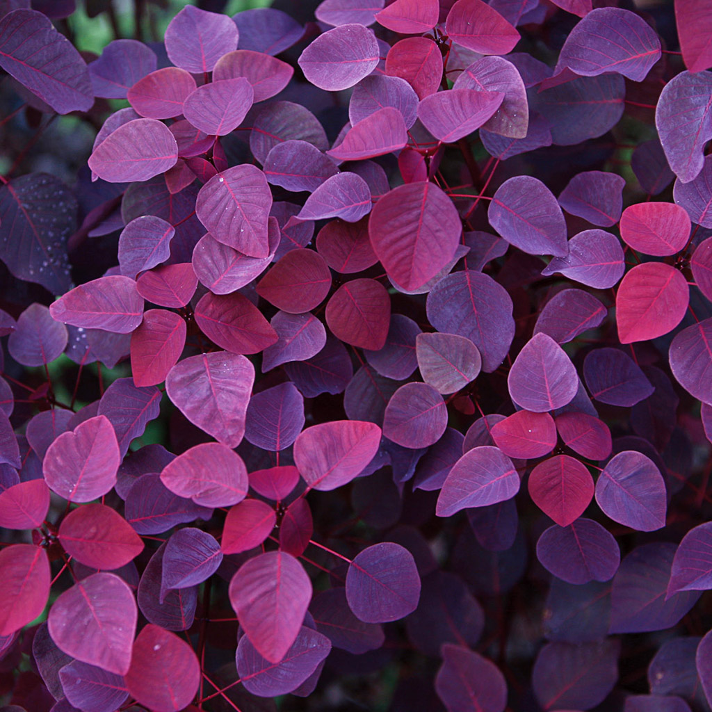 Red And Purple Wallpaper