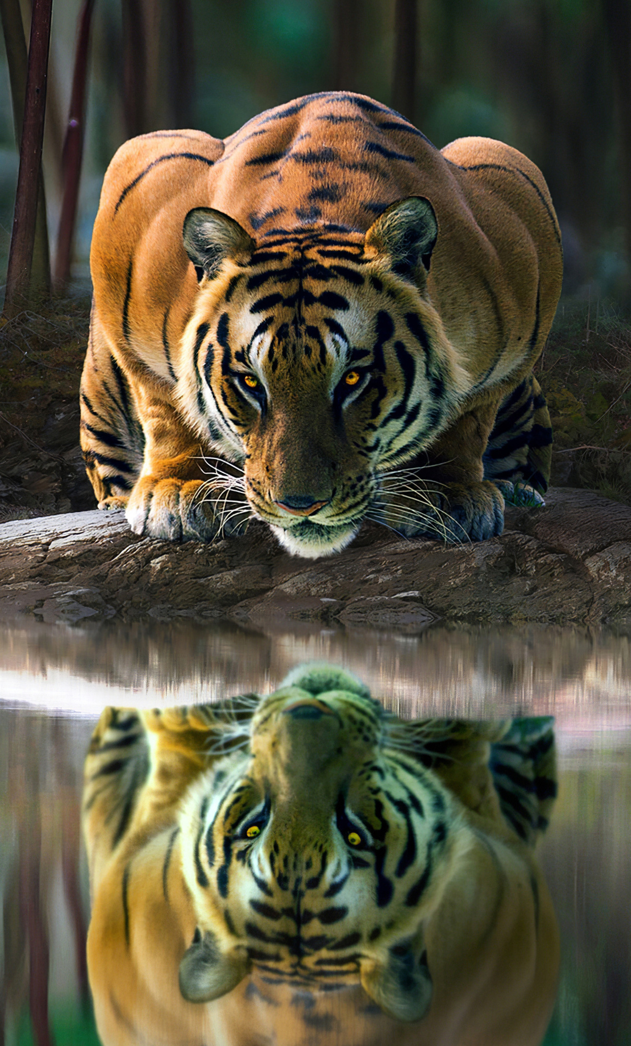 Tiger Glowing Eyes Drinking Water 4k iPhone HD 4k Wallpaper, Image, Background, Photo and Picture