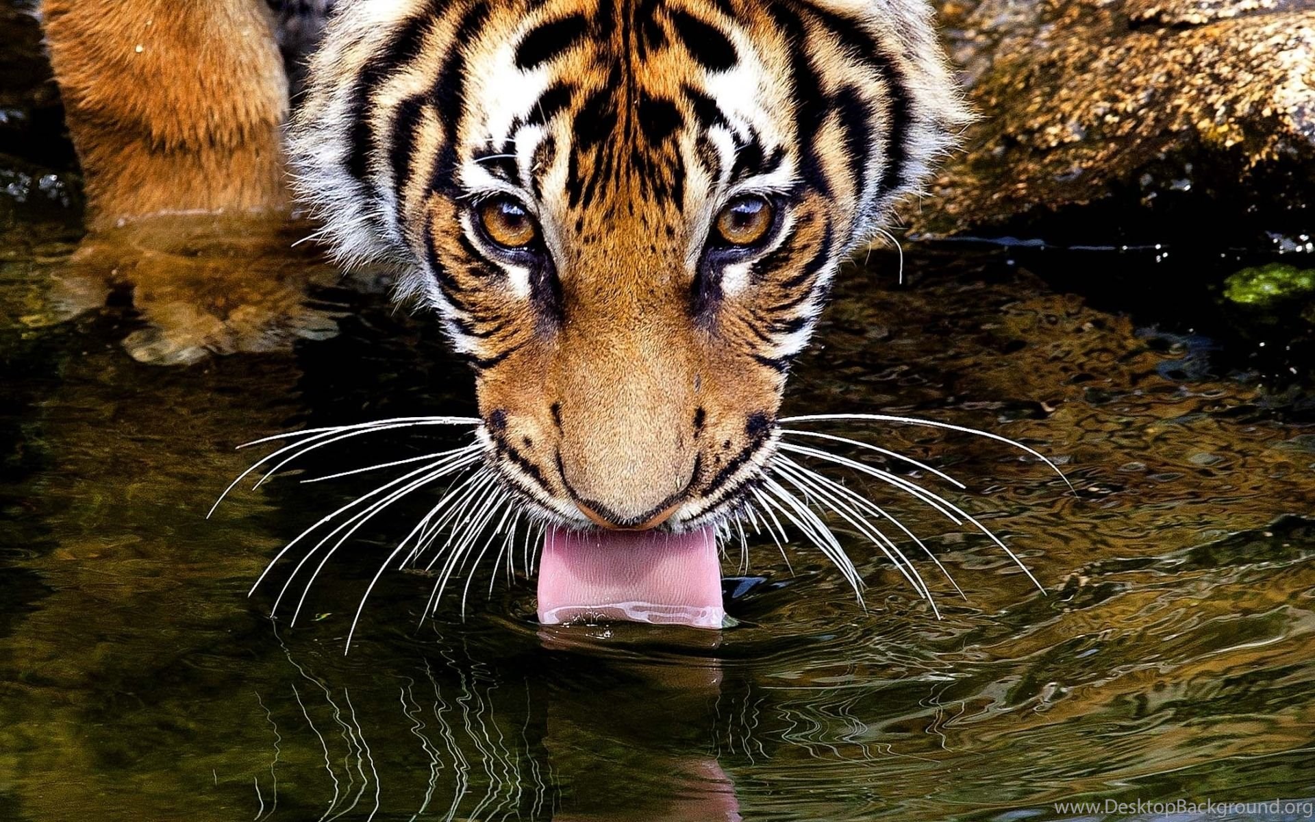 Thirsty Tiger Drinking Water Wallpaper Desktop Background