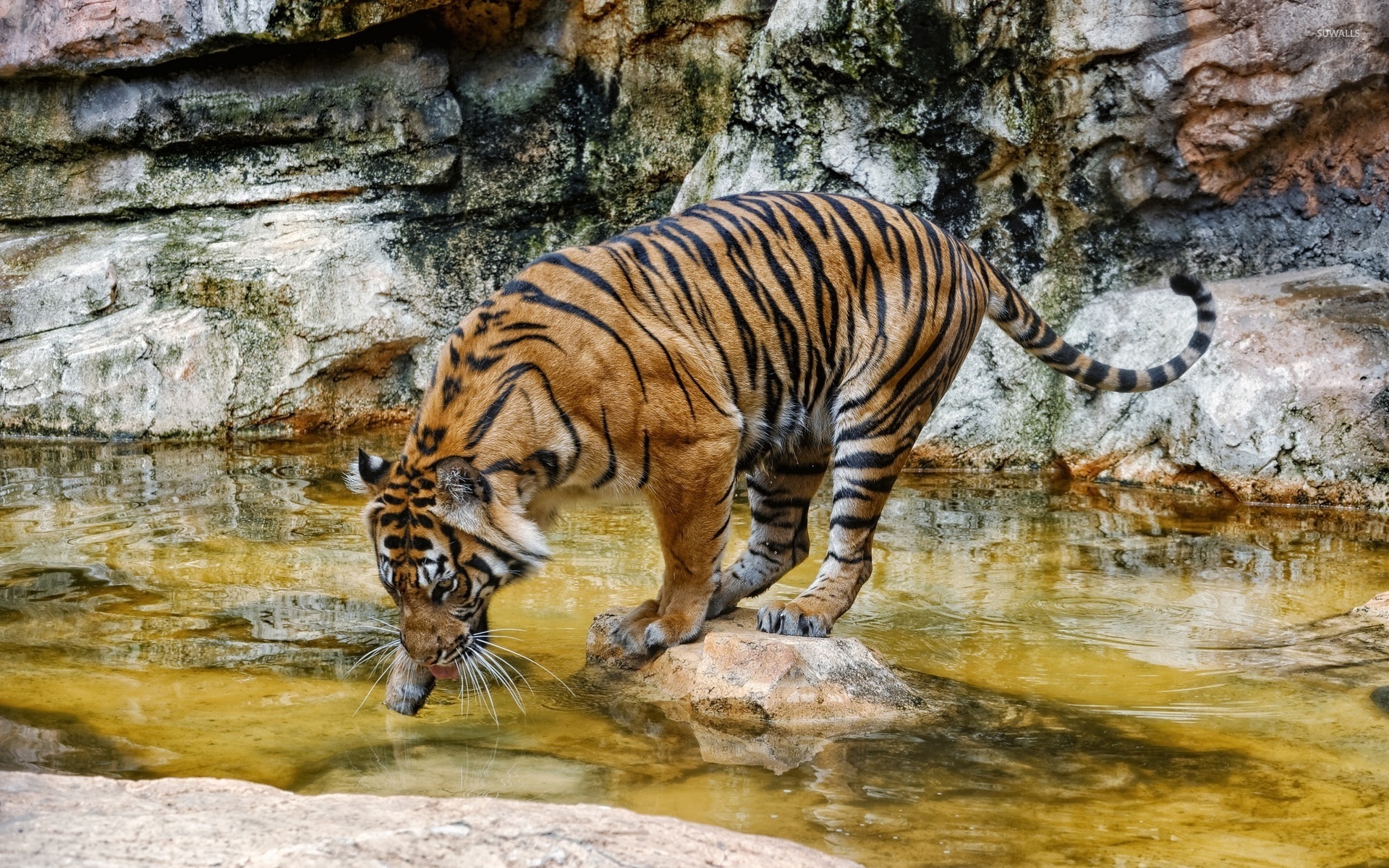 Tiger drinking water wallpaper wallpaper