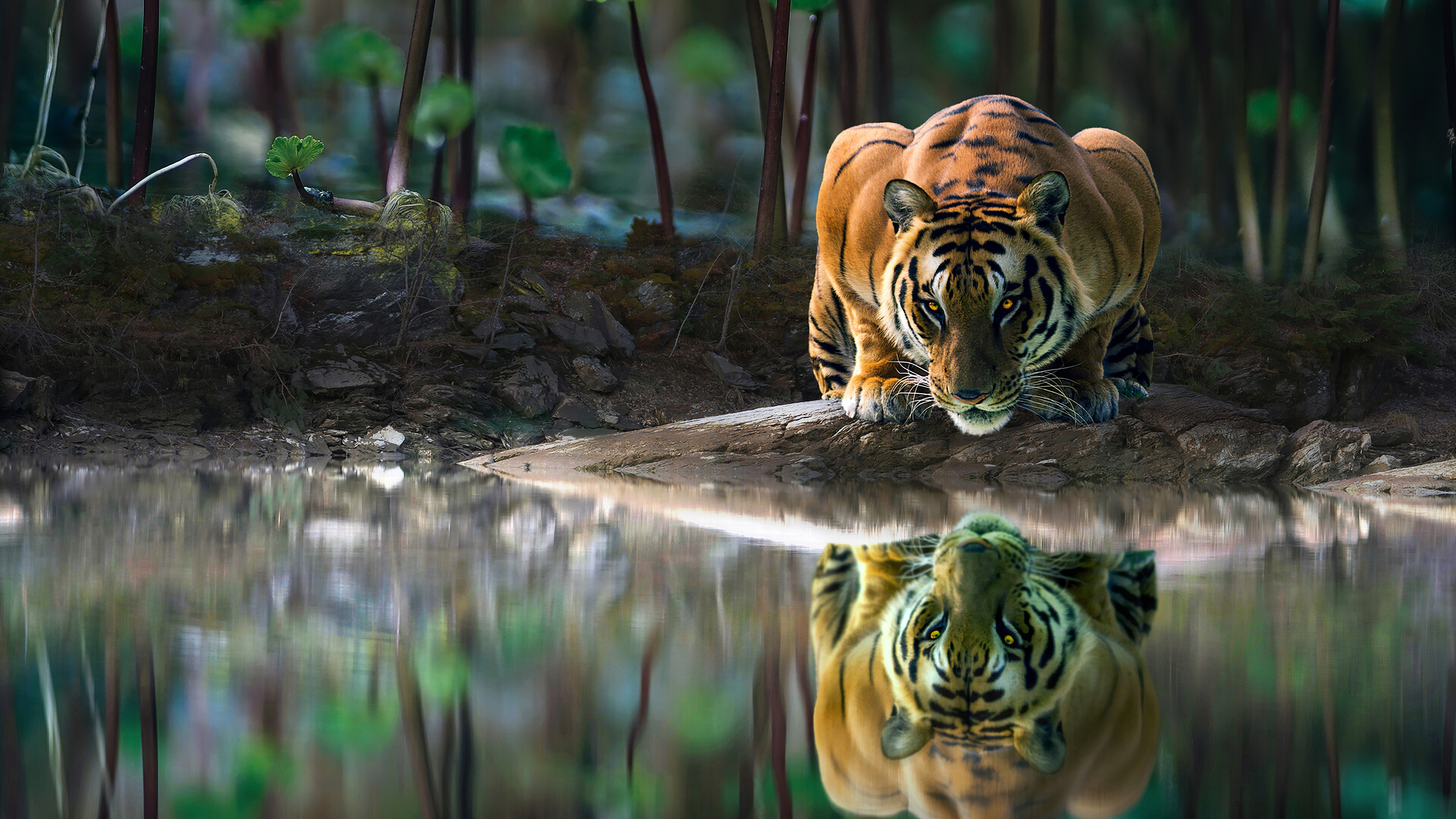 Tiger Glowing Eyes Drinking Water 4k, HD Animals, 4k Wallpaper, Image, Background, Photo and Picture