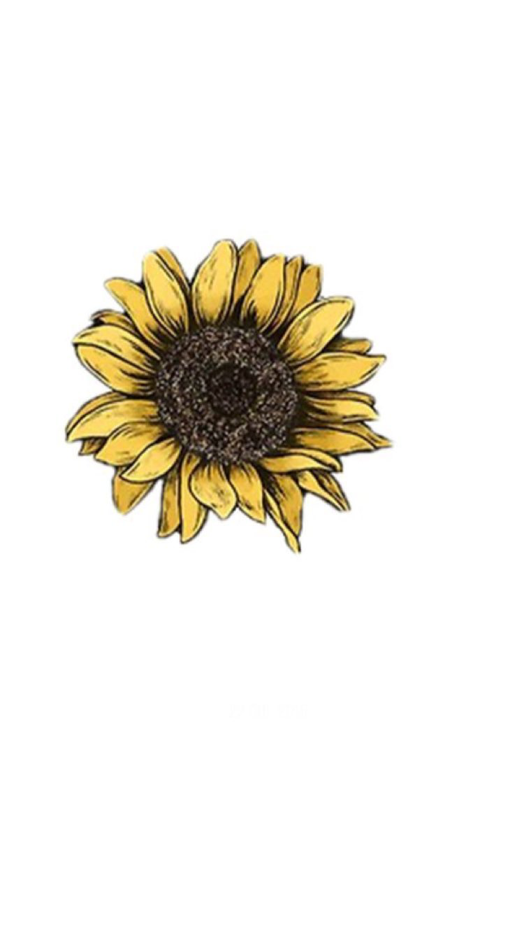 sunflower sketch png