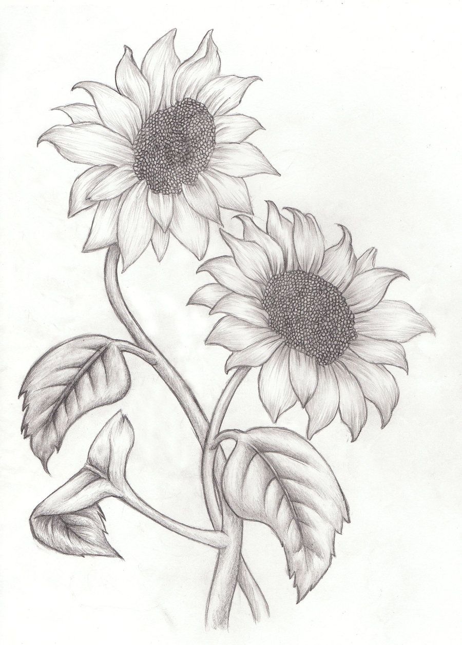 Sunflower Drawing, Pencil, Sketch, Colorful, Realistic Art Image