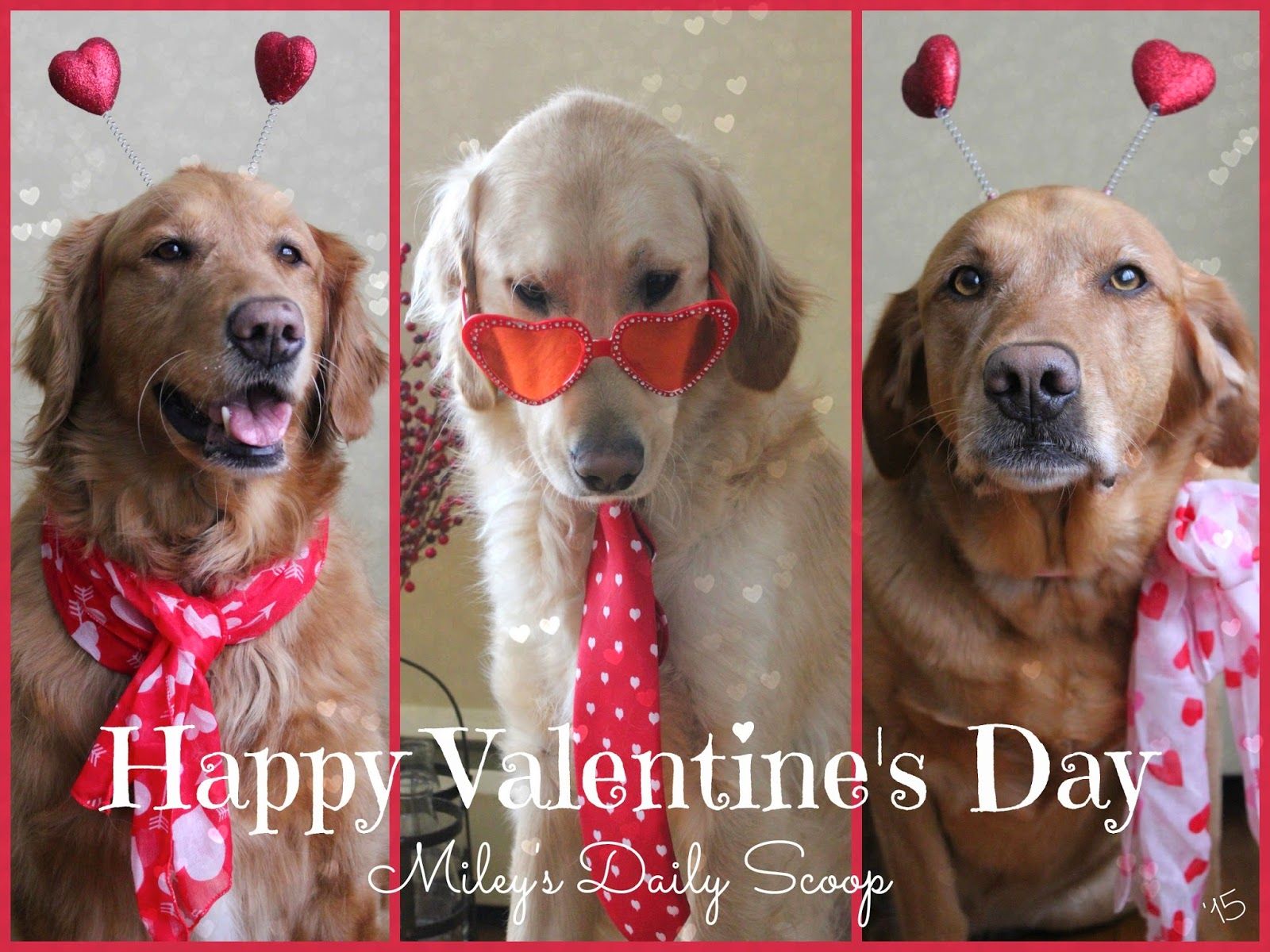 Miley's Daily Scoop: Happy Valentine's Day!!!. Happy valentine, Funny dog memes, Dog blog