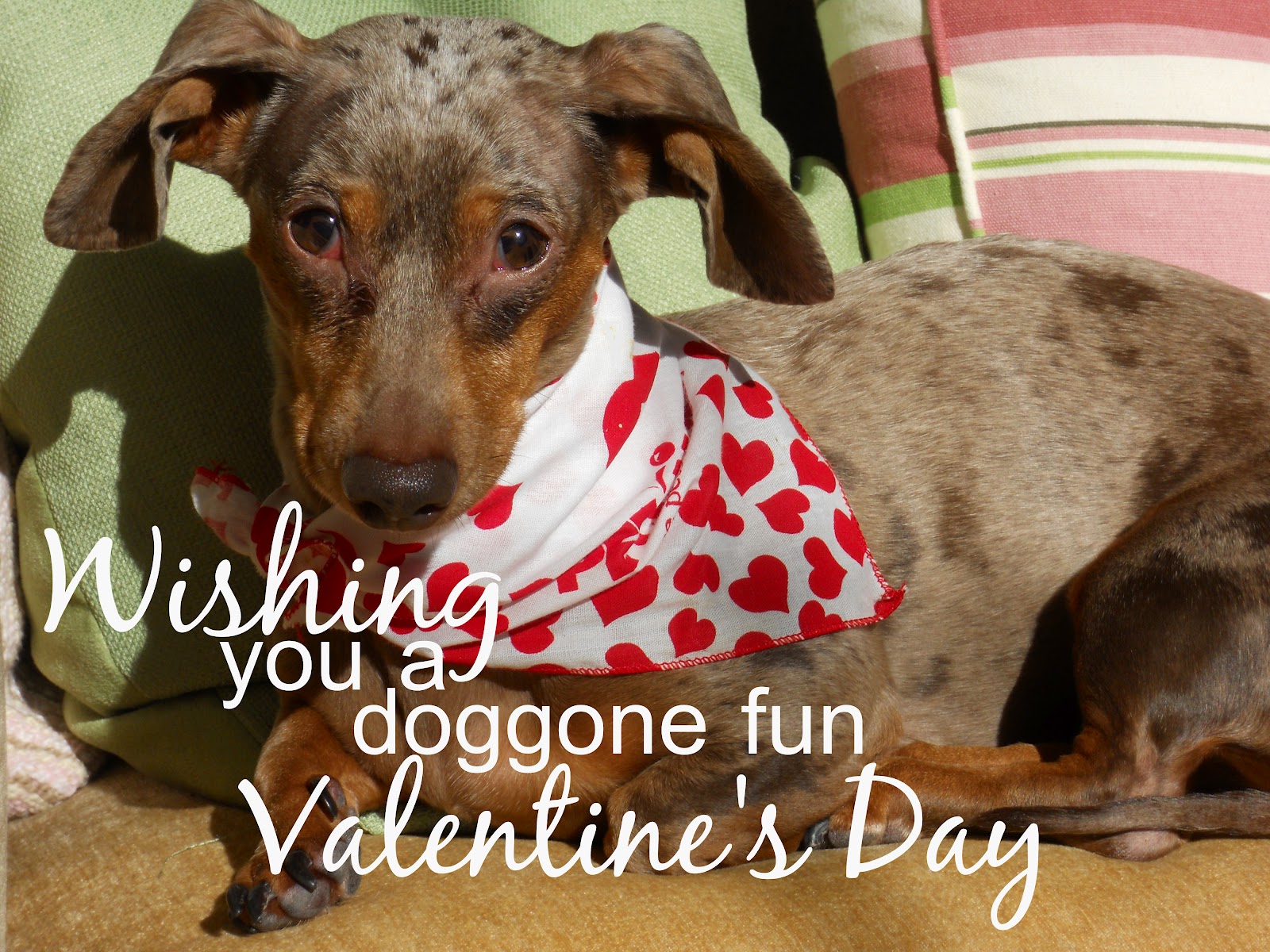 Valentines Day Funny Picture Of Dogs That Are Cute