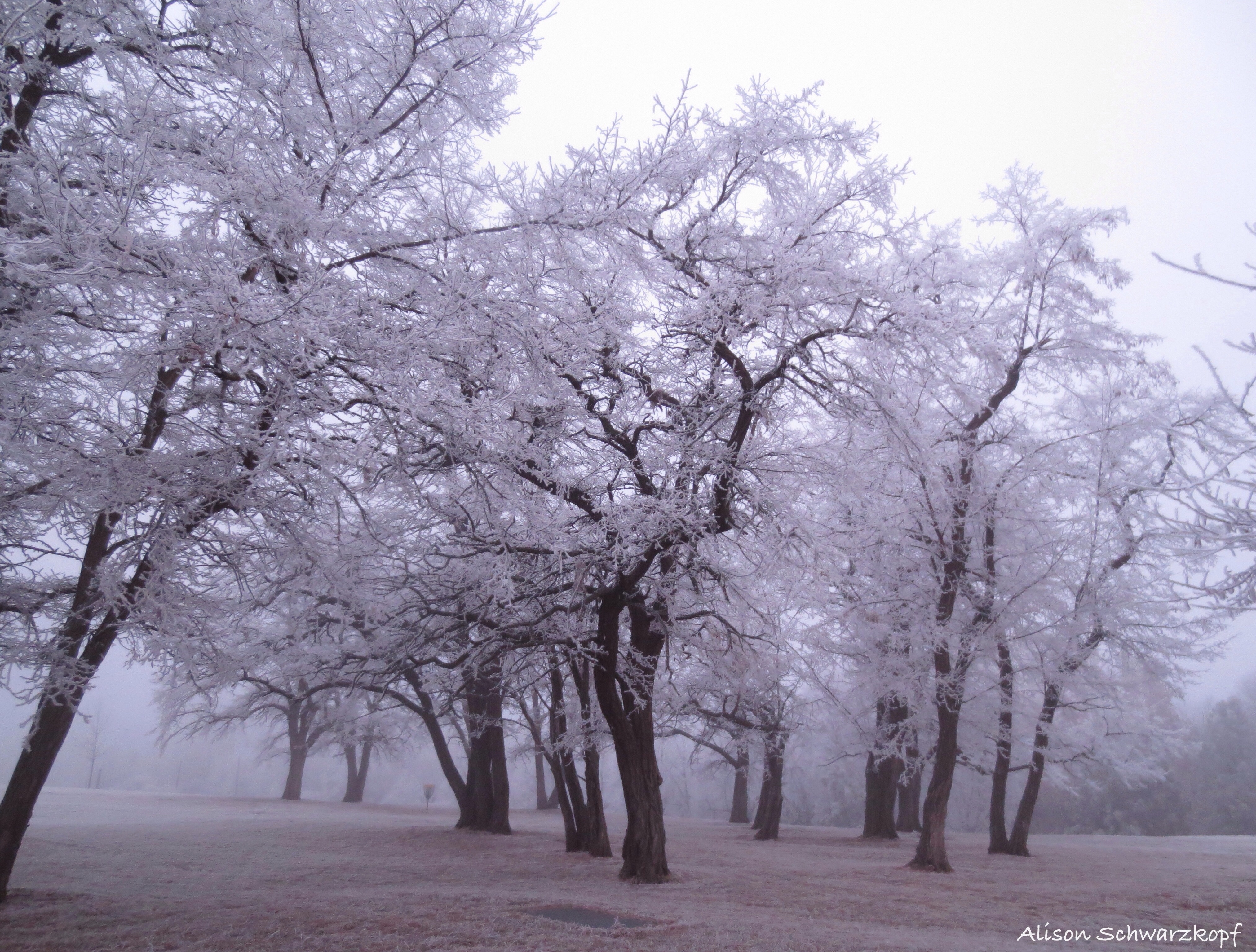 Wallpaper, park, trees, mist, nature, Misty, fog, landscape, foggy, barebranches, deciduoustrees, copse, fortwallawalla, hoarfrostwallawalla, winterwashington 4052x3072