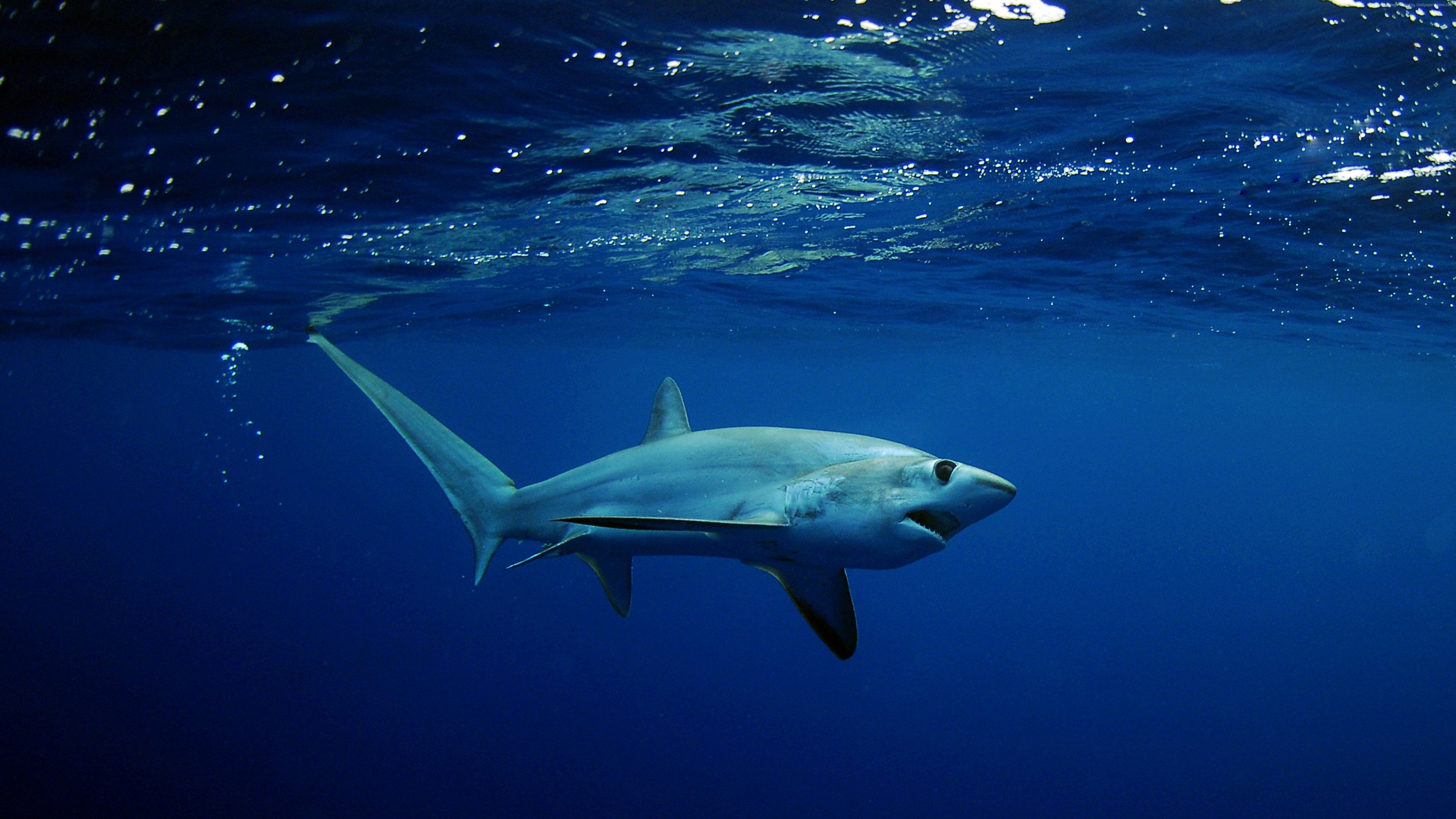 desktophdwallpaper.org. Thresher shark, Shark photo, Shark