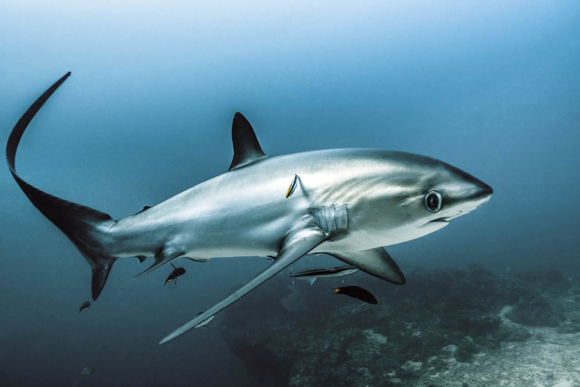 Image result for thresher shark. Thresher shark, Shark picture, Cute shark