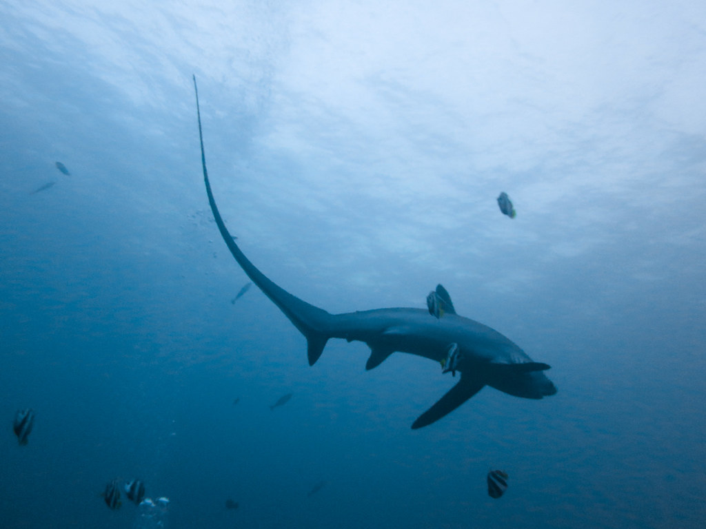 Thresher shark 4. The tail on the thresher shark is used as