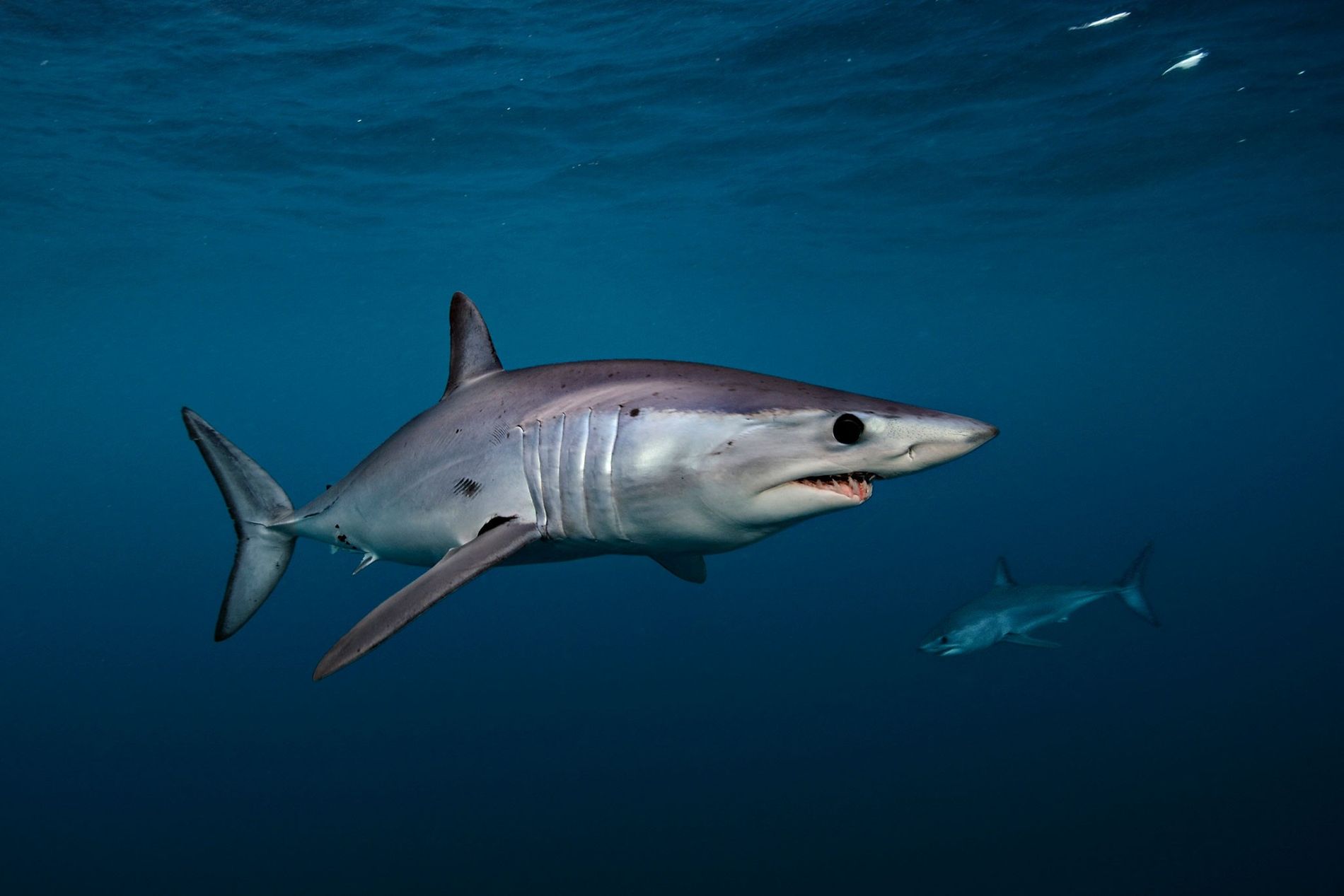 Mako sharks get new protections