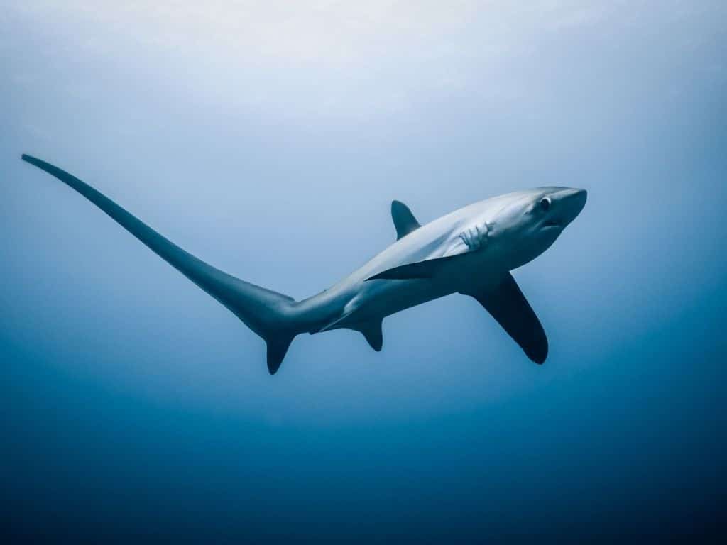 How Endangered Thresher Sharks in Indonesia are Recovering by Empowering Local Fishermen
