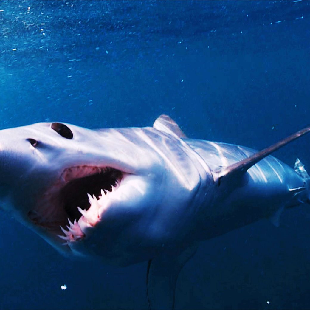 BBC One mako shark