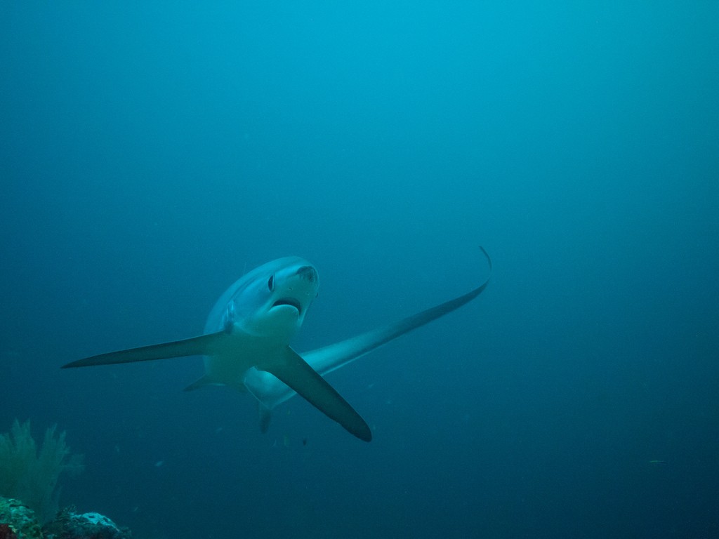 Thresher Shark Archives Lost Anchovy