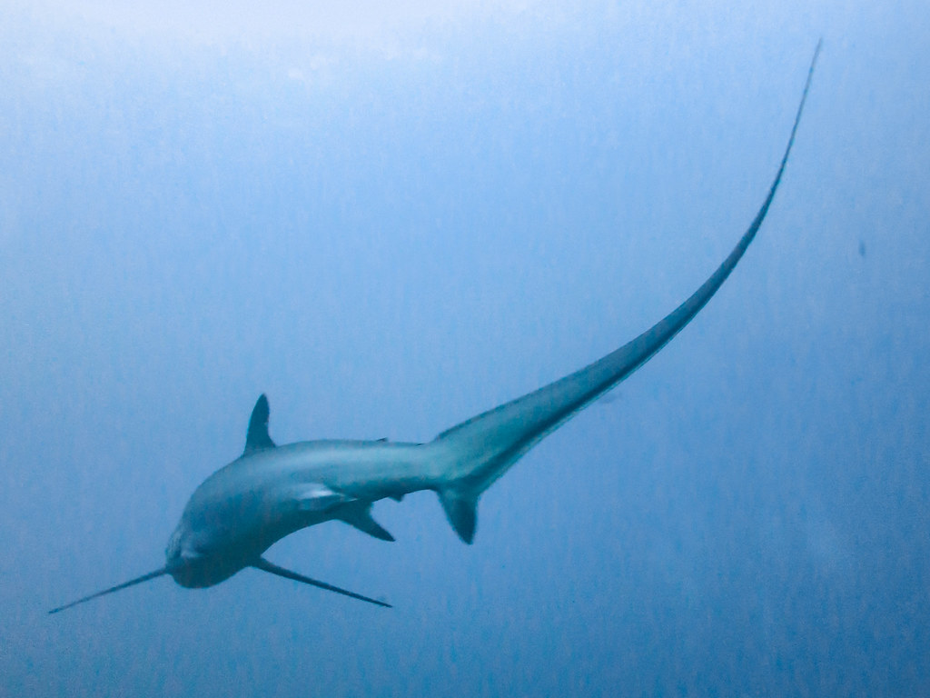 Thresher shark 8. Today I am uploading, what I think, my tw