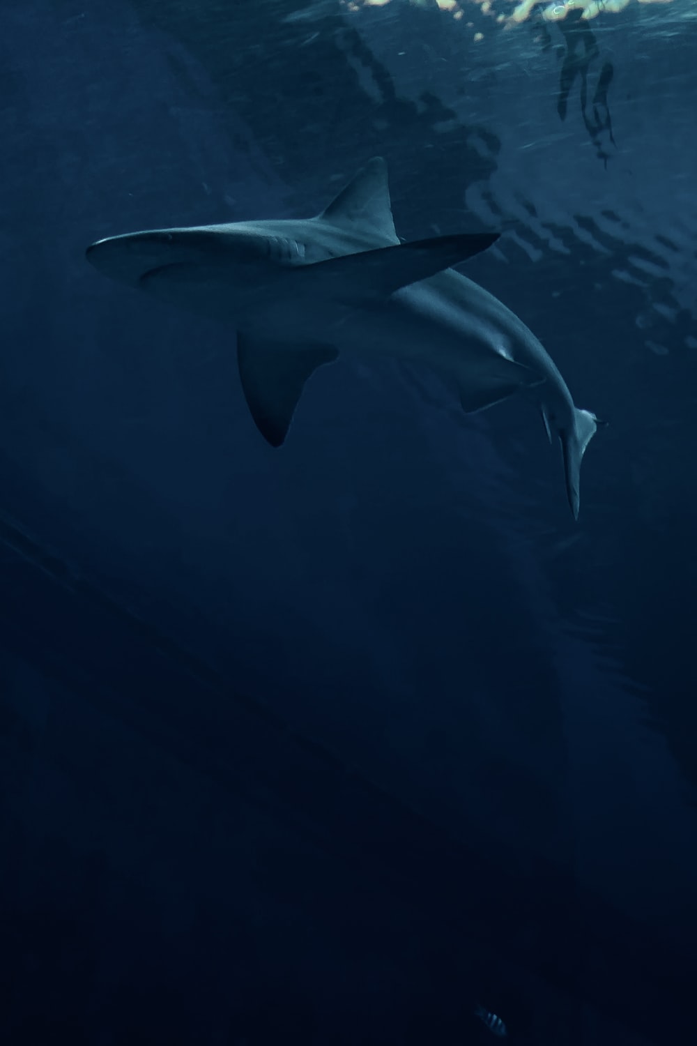 Hammerhead Picture. Download Free Image