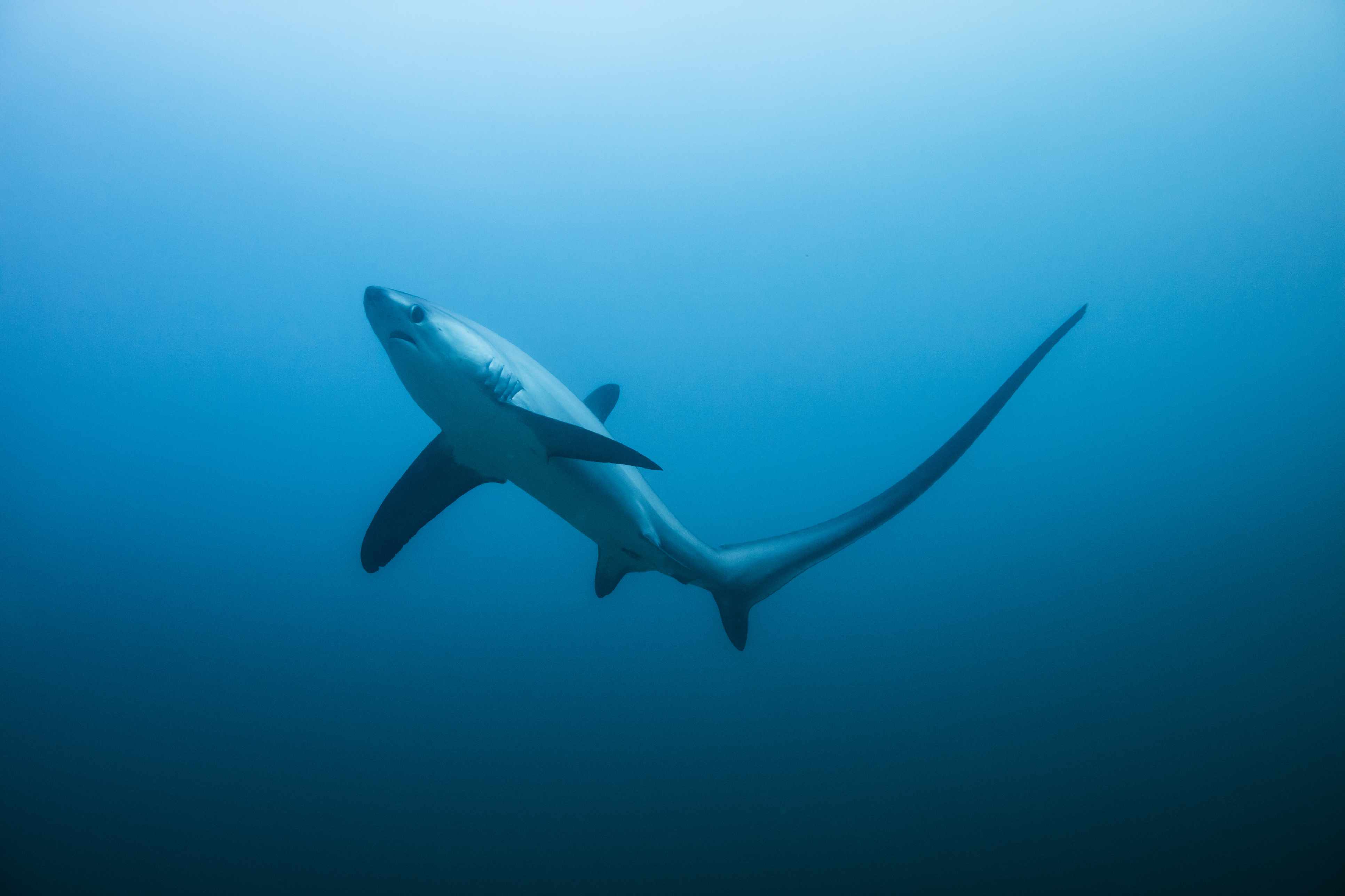 List of Shark Species and Facts