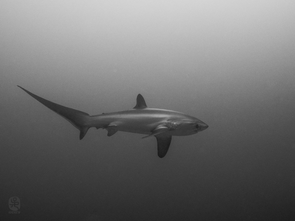 Thresher Shark. These Have Got To Be The Cutest Looking Sha
