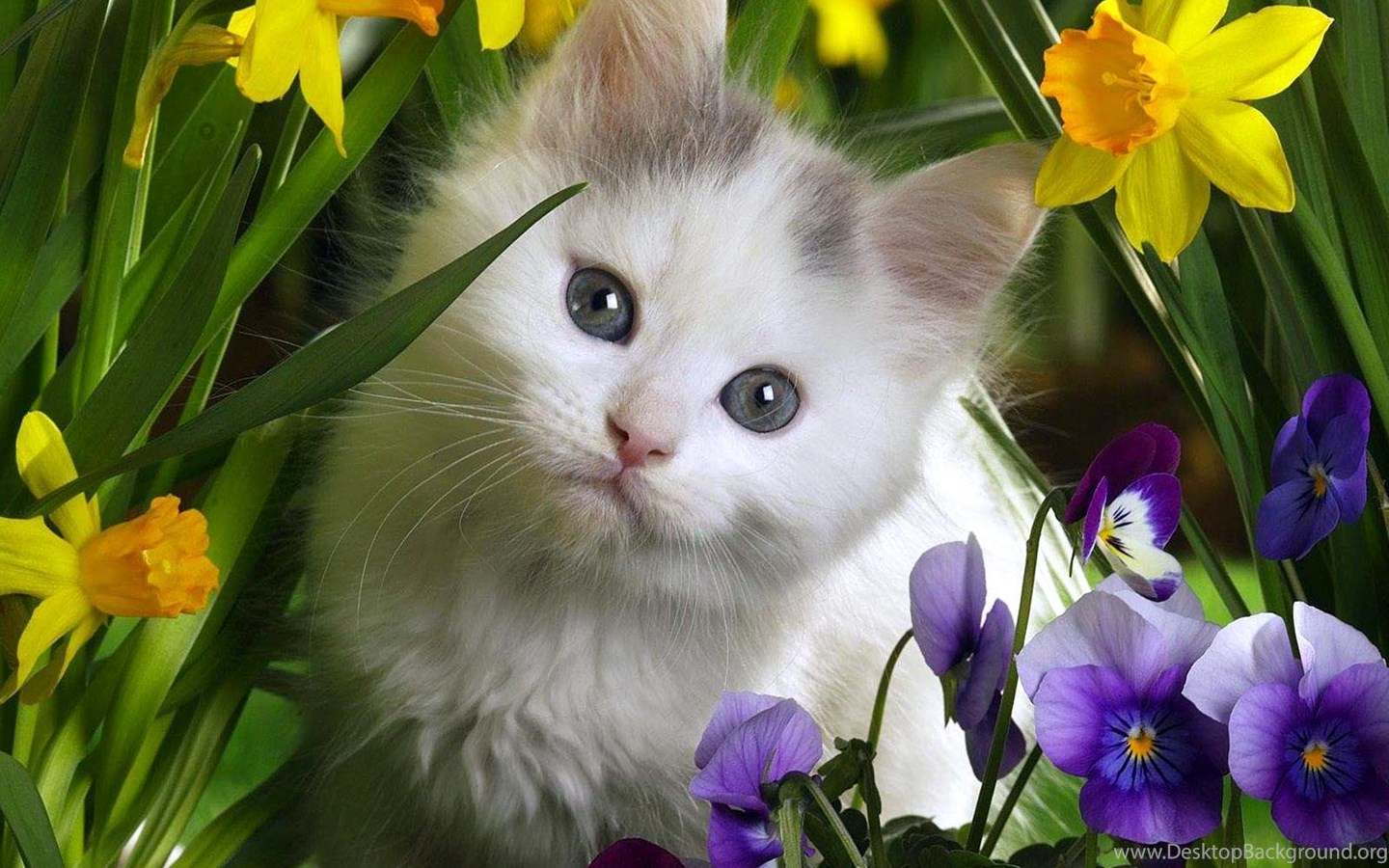 Cute White Cat Wallpaper HD Desktop Background