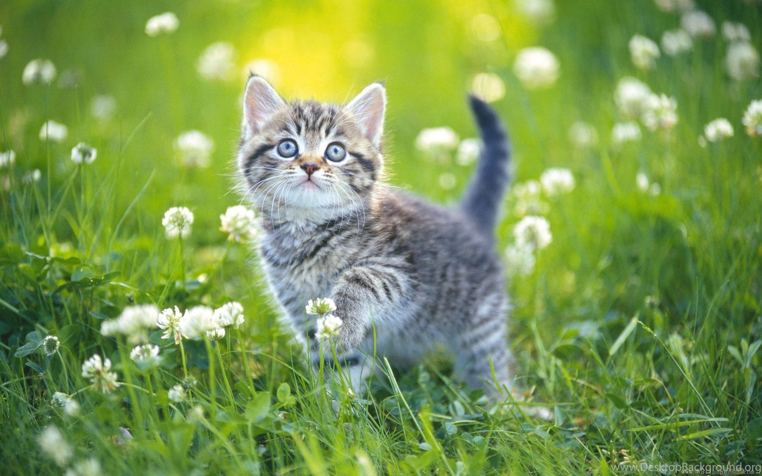 Cute Spring Kittens Wallpapers - Wallpaper Cave