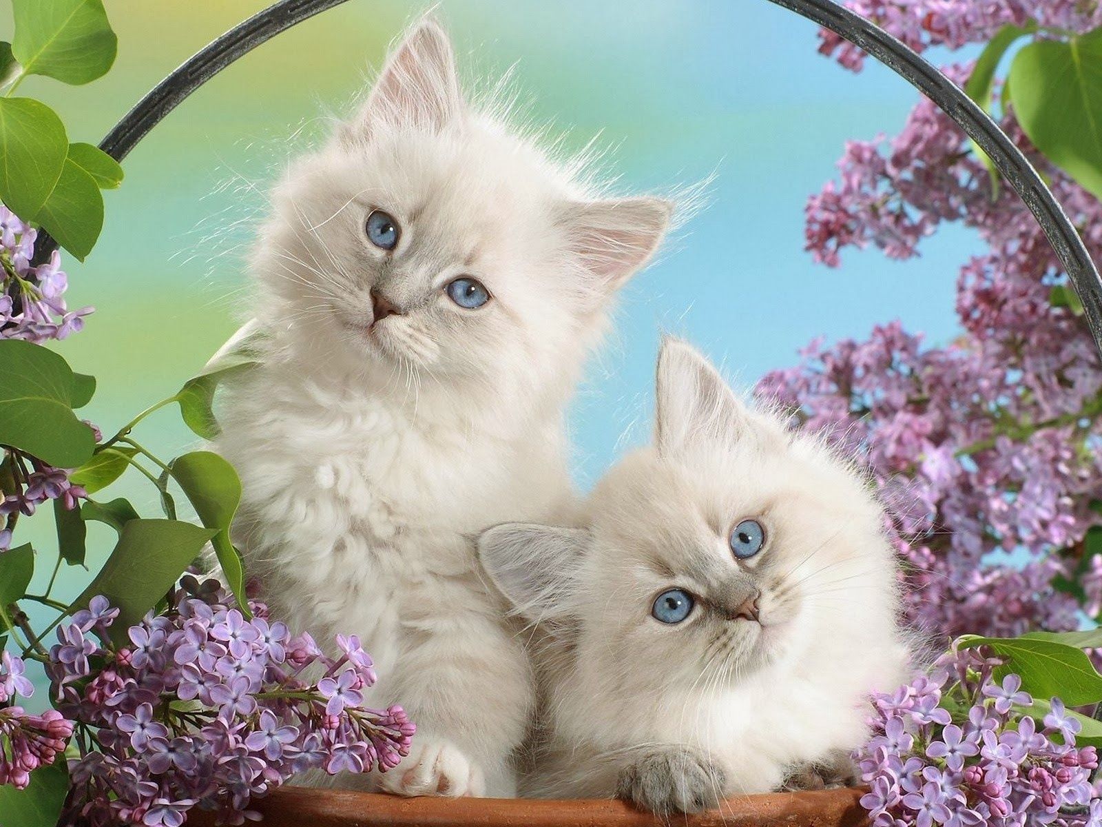 Spring kittens. Kitten wallpaper, Cute animals, Kittens cutest