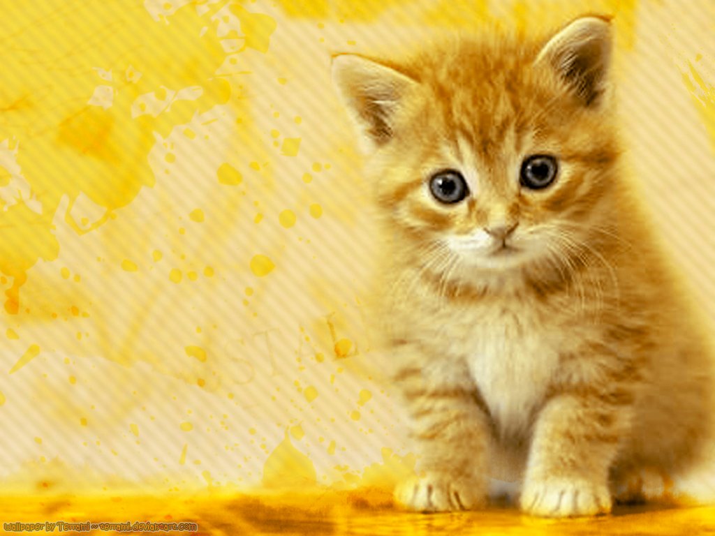 Spring Kittens Wallpaper
