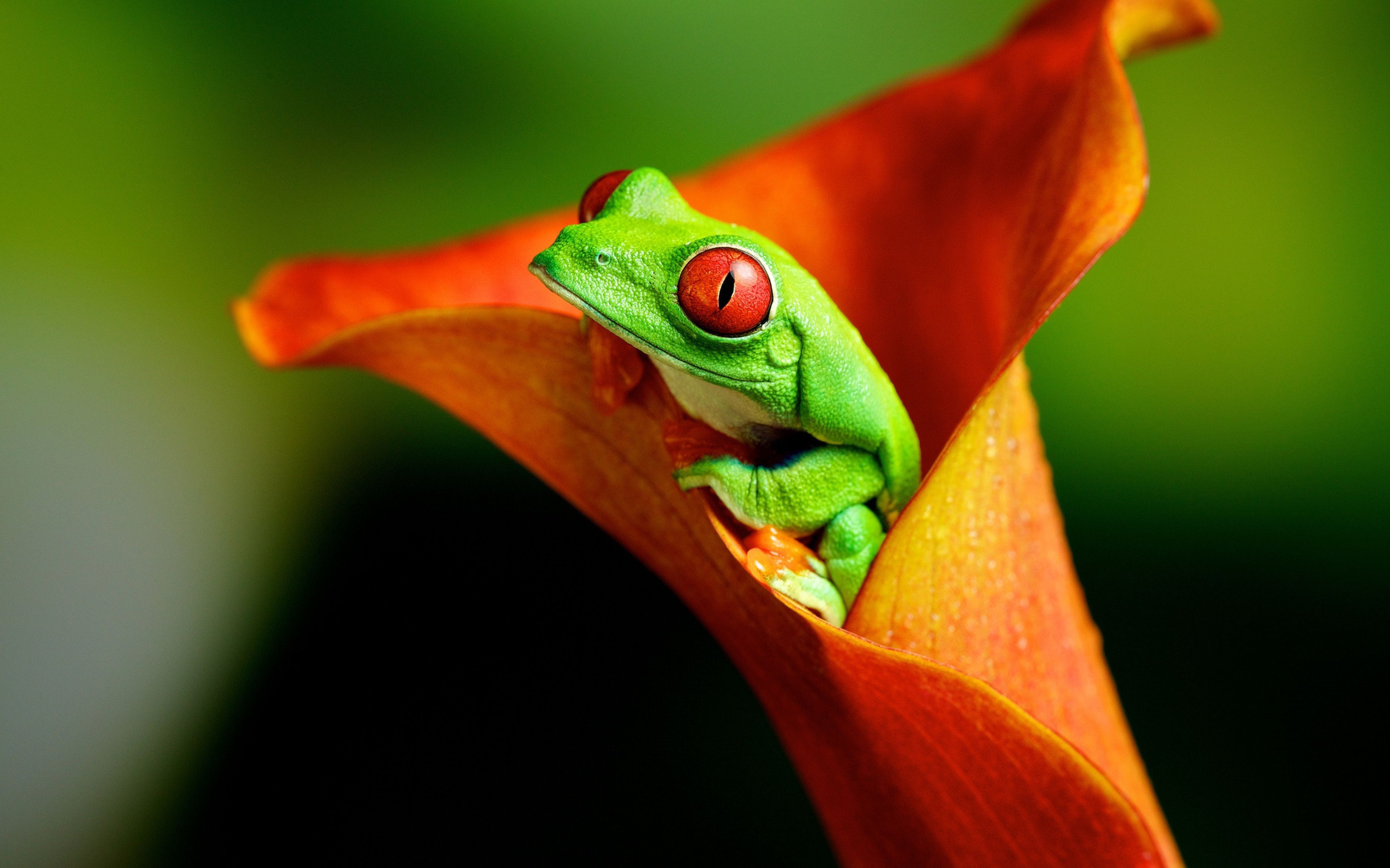 Amazing Frog Wallpapers - Wallpaper Cave