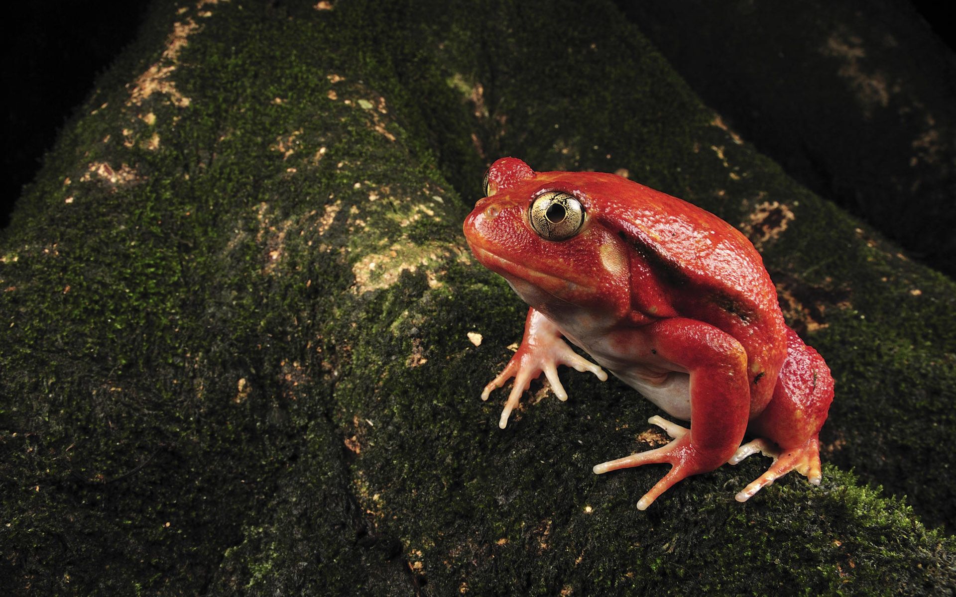 Tomato Frog Wallpaper. Frog, Frog picture, Frog wallpaper