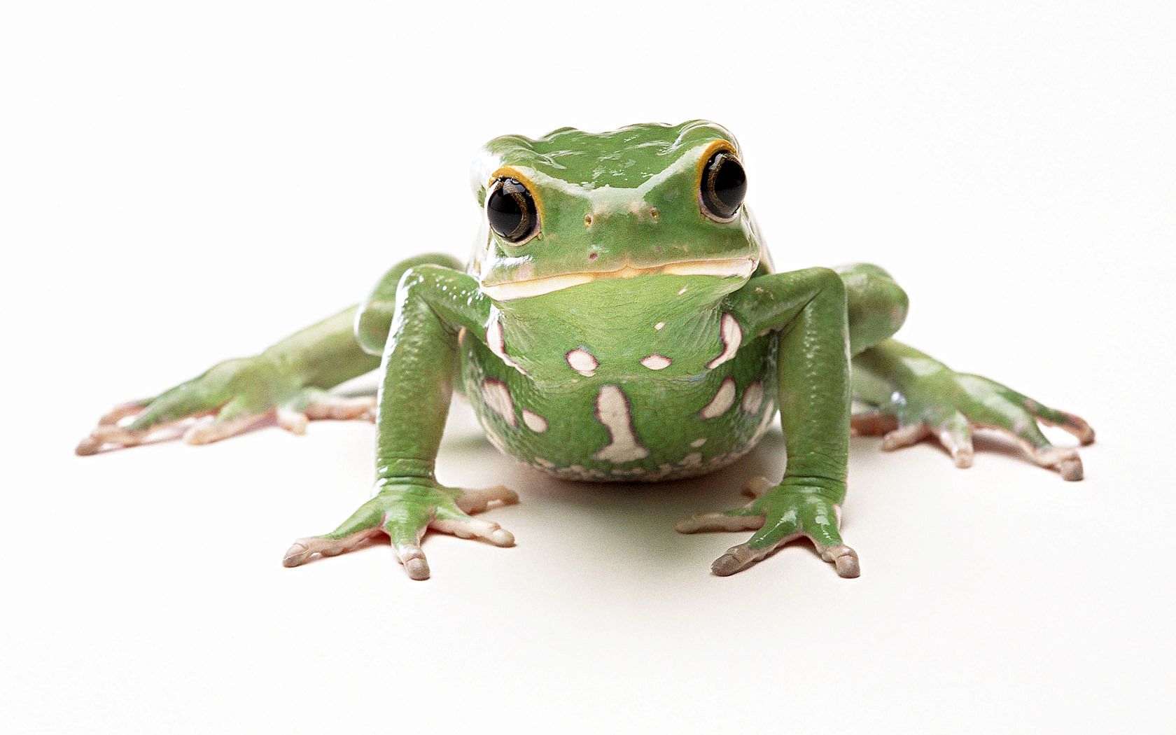 Animal. Frog picture, Frog wallpaper, Funny frogs