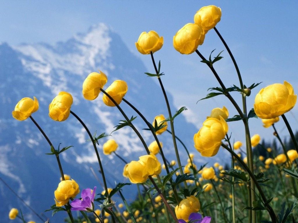 Yellow Spring Flowers 14137 1024x768px