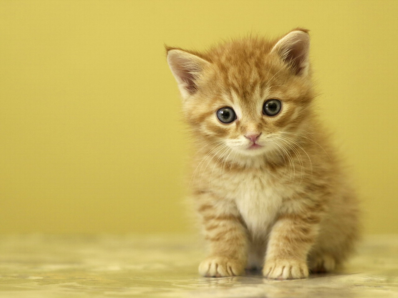 Funny Animals Zone: Cute Kittens Wallpaper Amazing