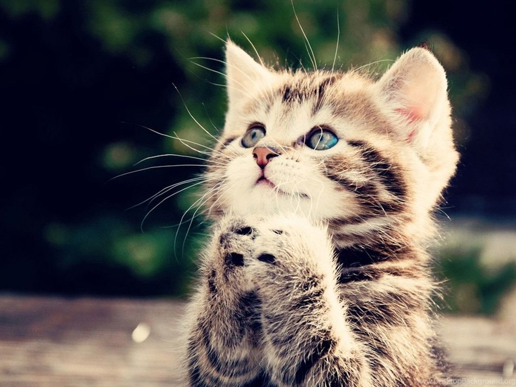 Amazingly Cute Sleepy Kitten Wallpaper Imgwhoop PowerballForLife Desktop Background