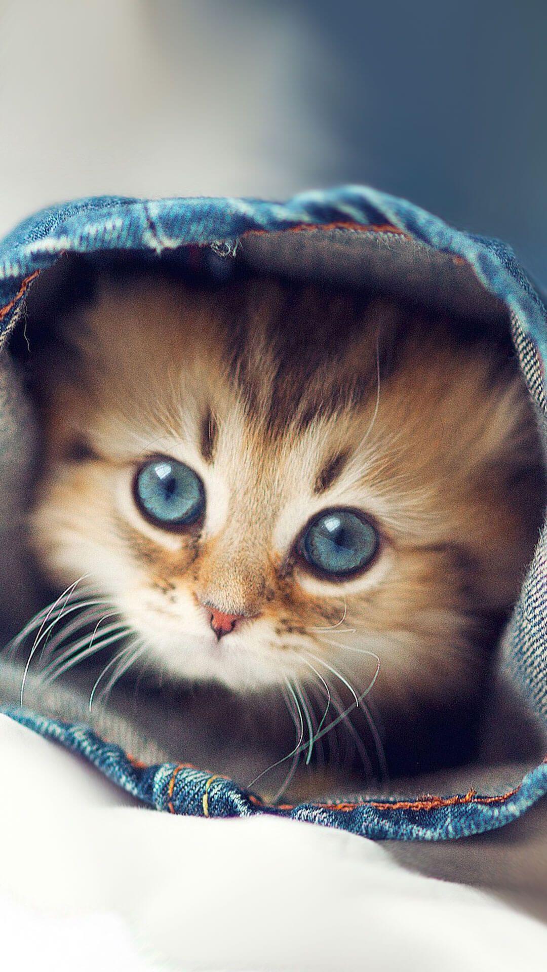 Adorable Cat Wallpaper