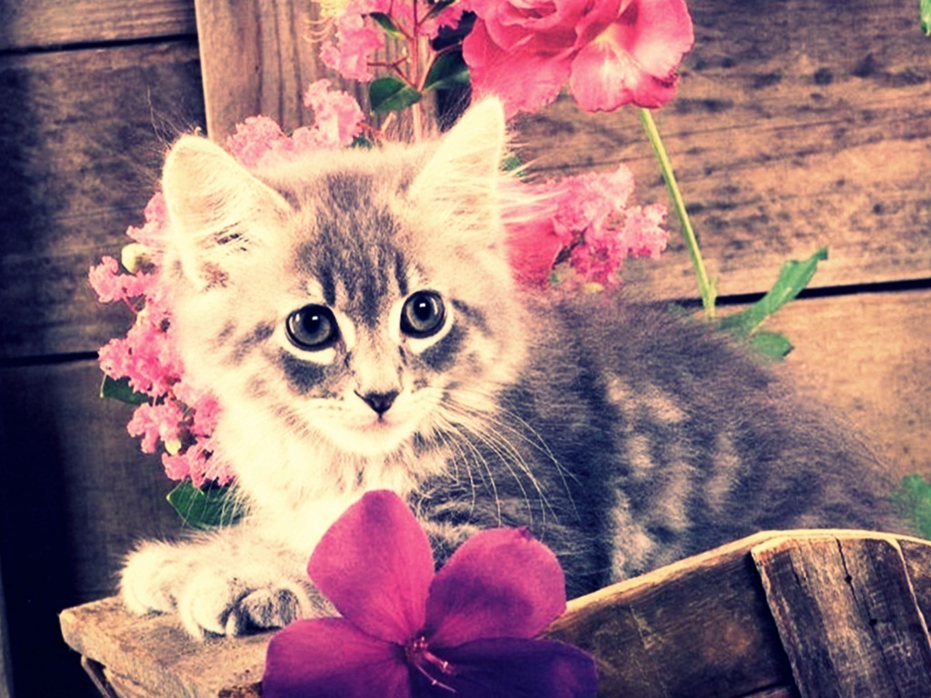 Cute Kitten Kittens Wallpaper Cute Cats