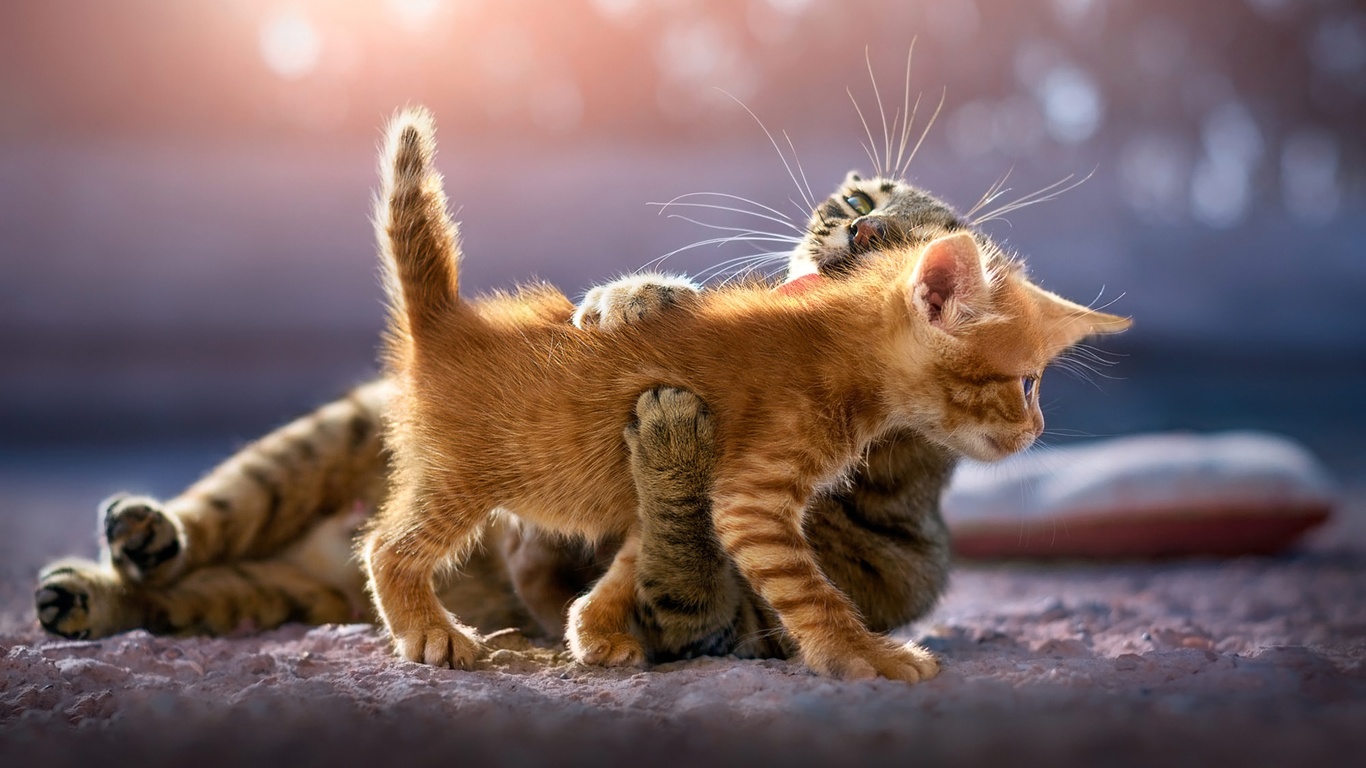 Cute Kittens 1366x768 Resolution HD 4k Wallpaper, Image, Background, Photo and Picture