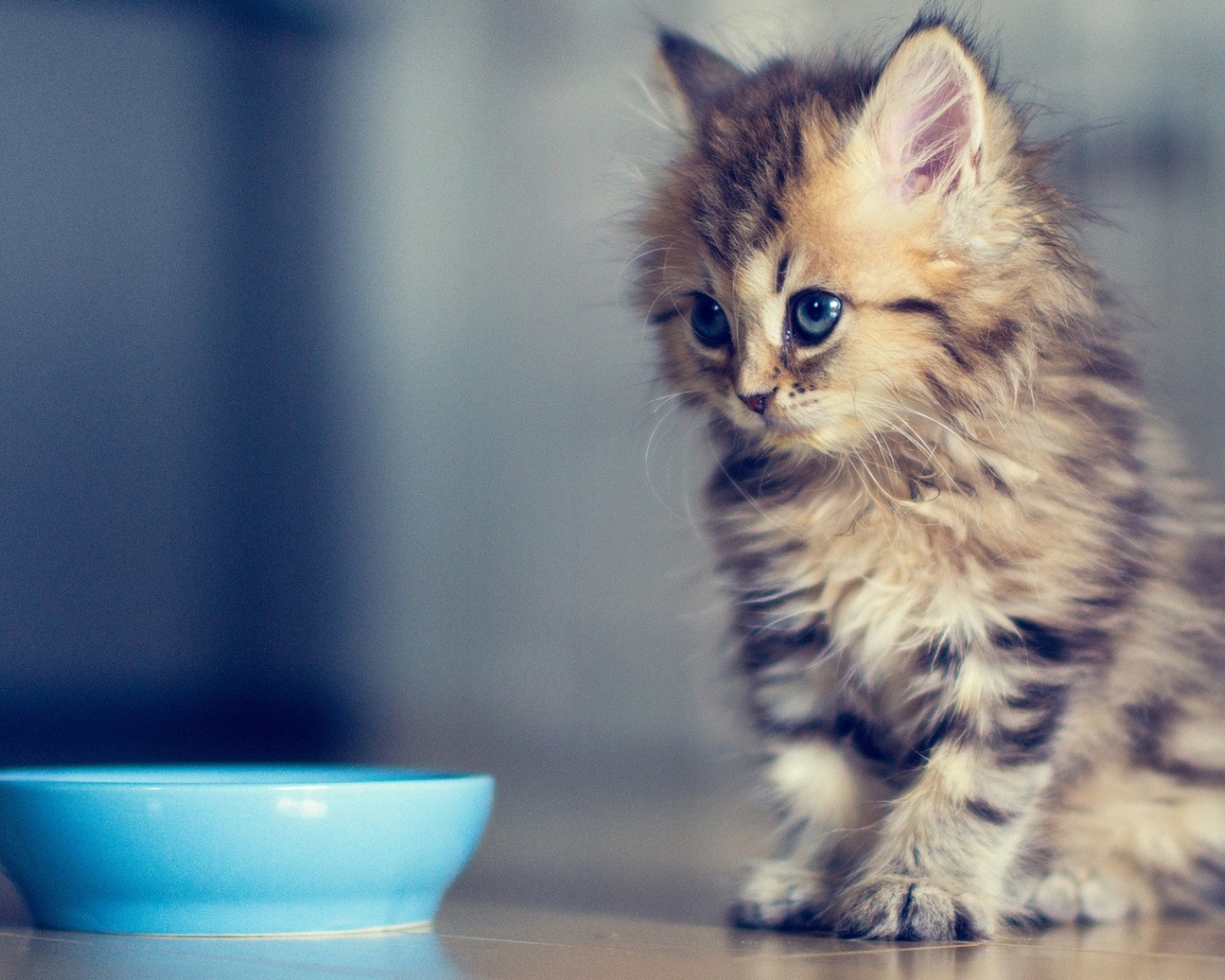 Cute Kitten desktop PC and Mac wallpaper