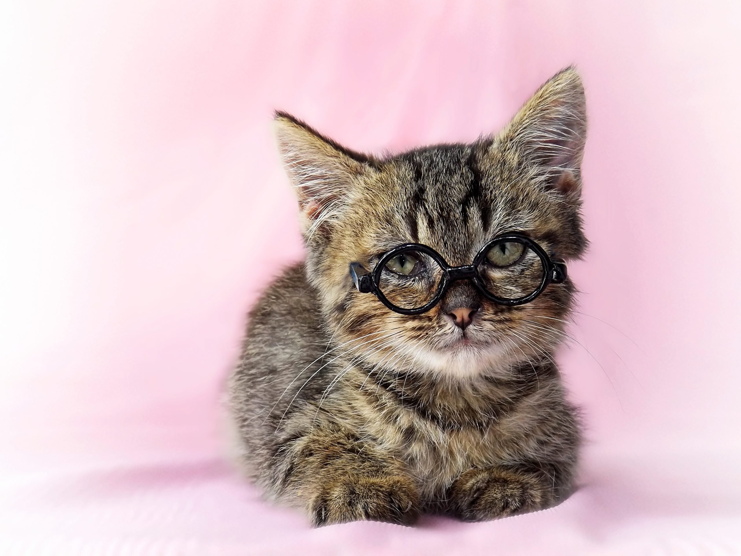 Cute Kittens You Need to See. The Cutest Kitten Photo Ever