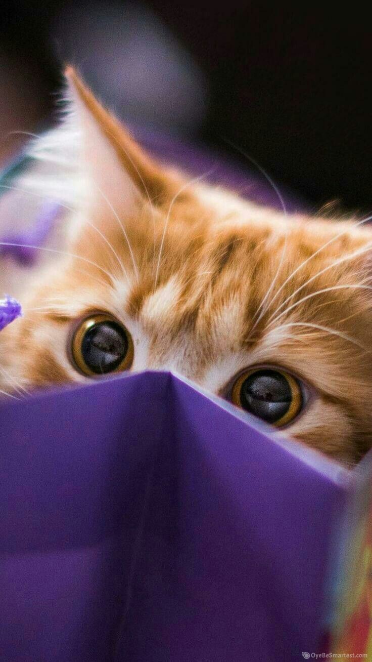 Purple Cat Wallpaper Full HD Background