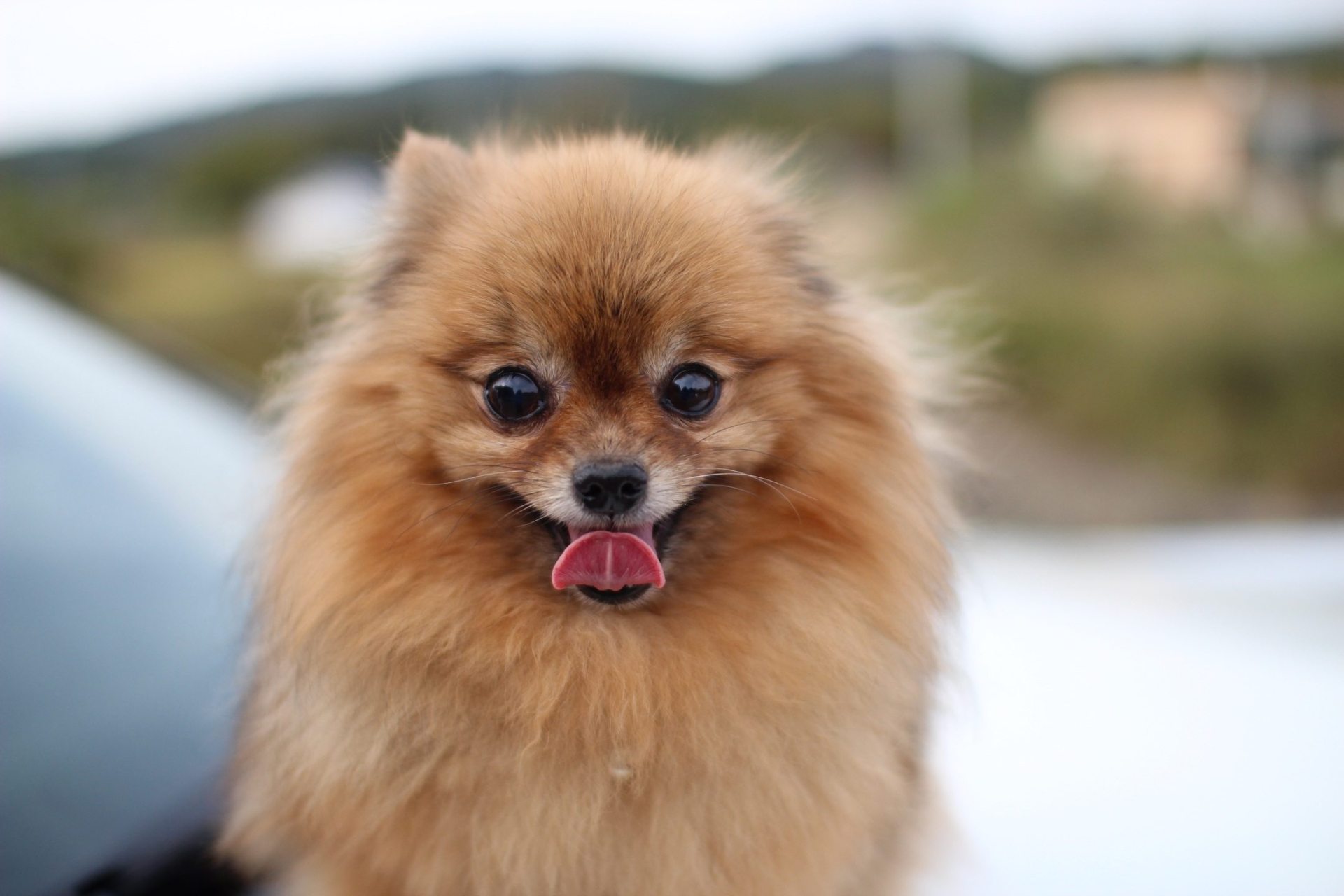Pomeranian Wallpaper