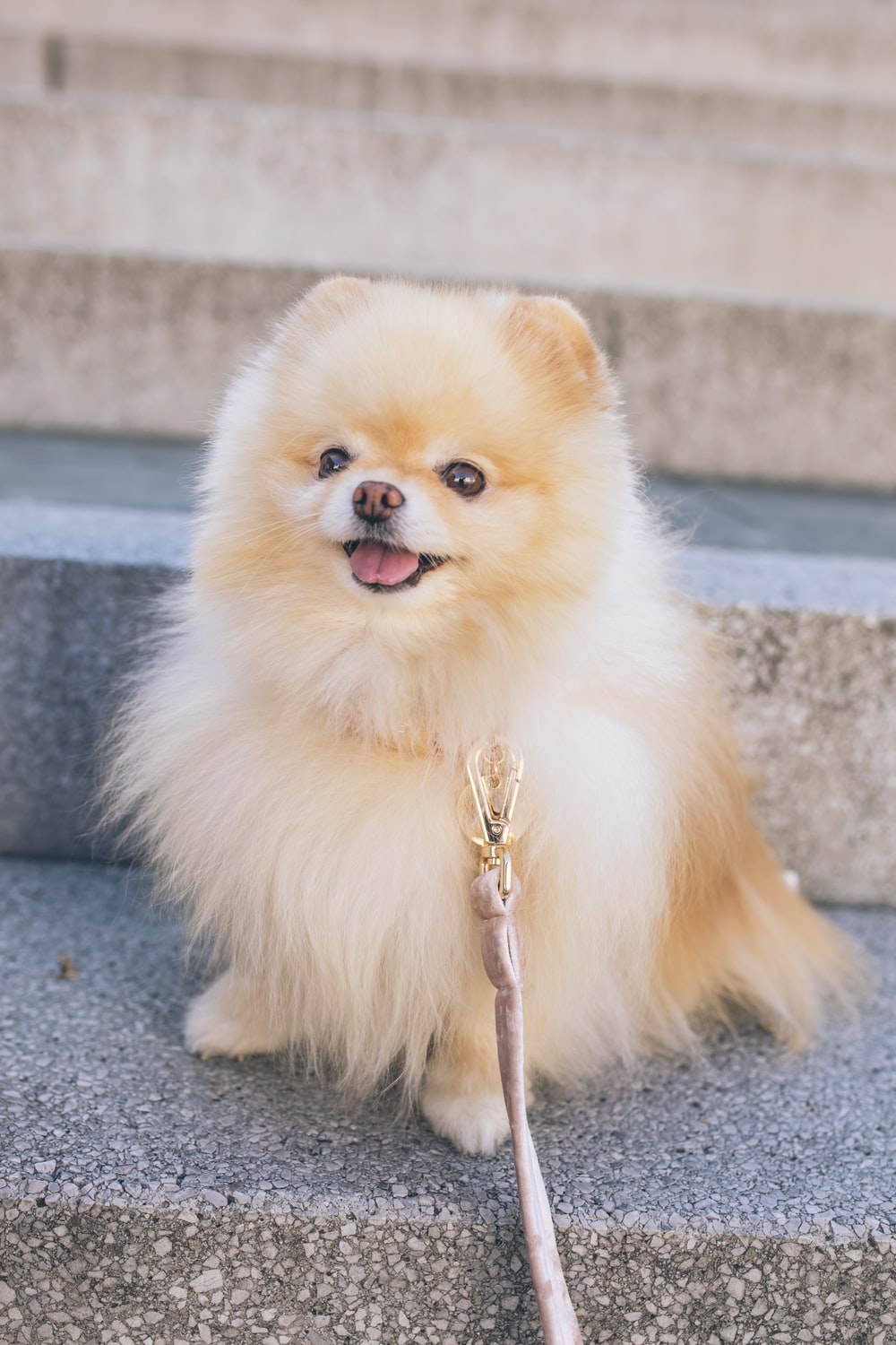Pomeranian Dog Picture. Download Free Image